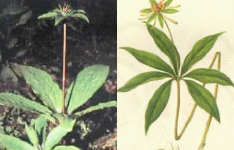 シチヨウイッシカ